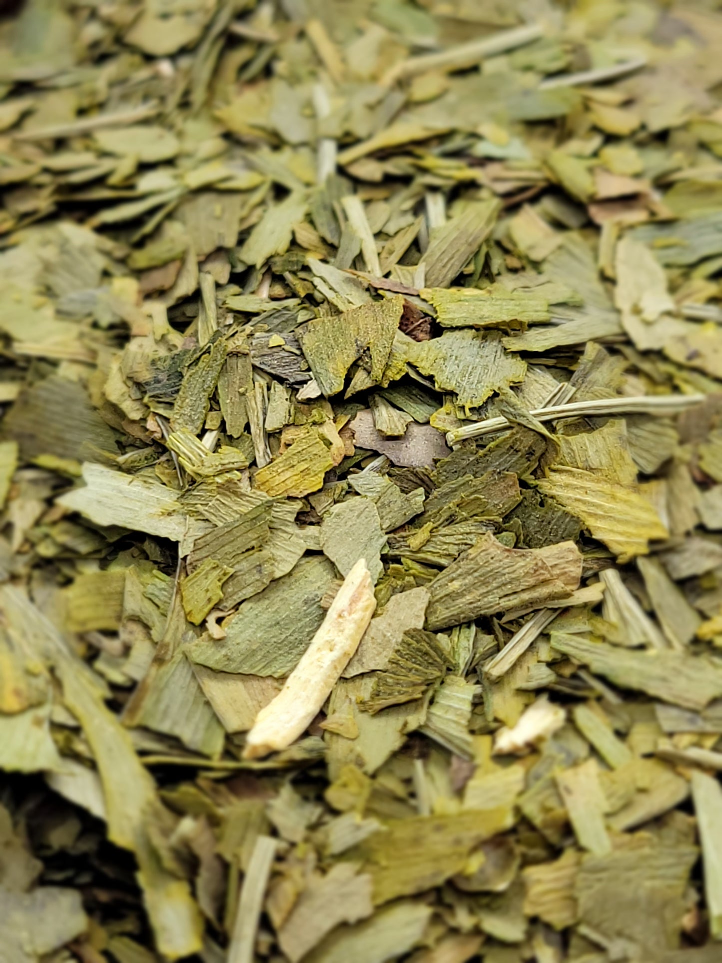 Ginkgo Biloba