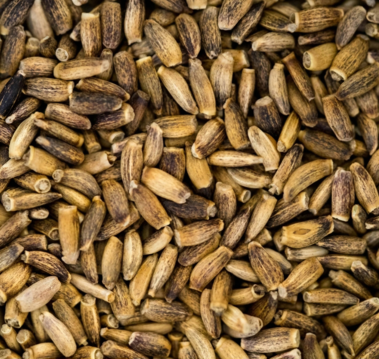 Milk Thistle Seed