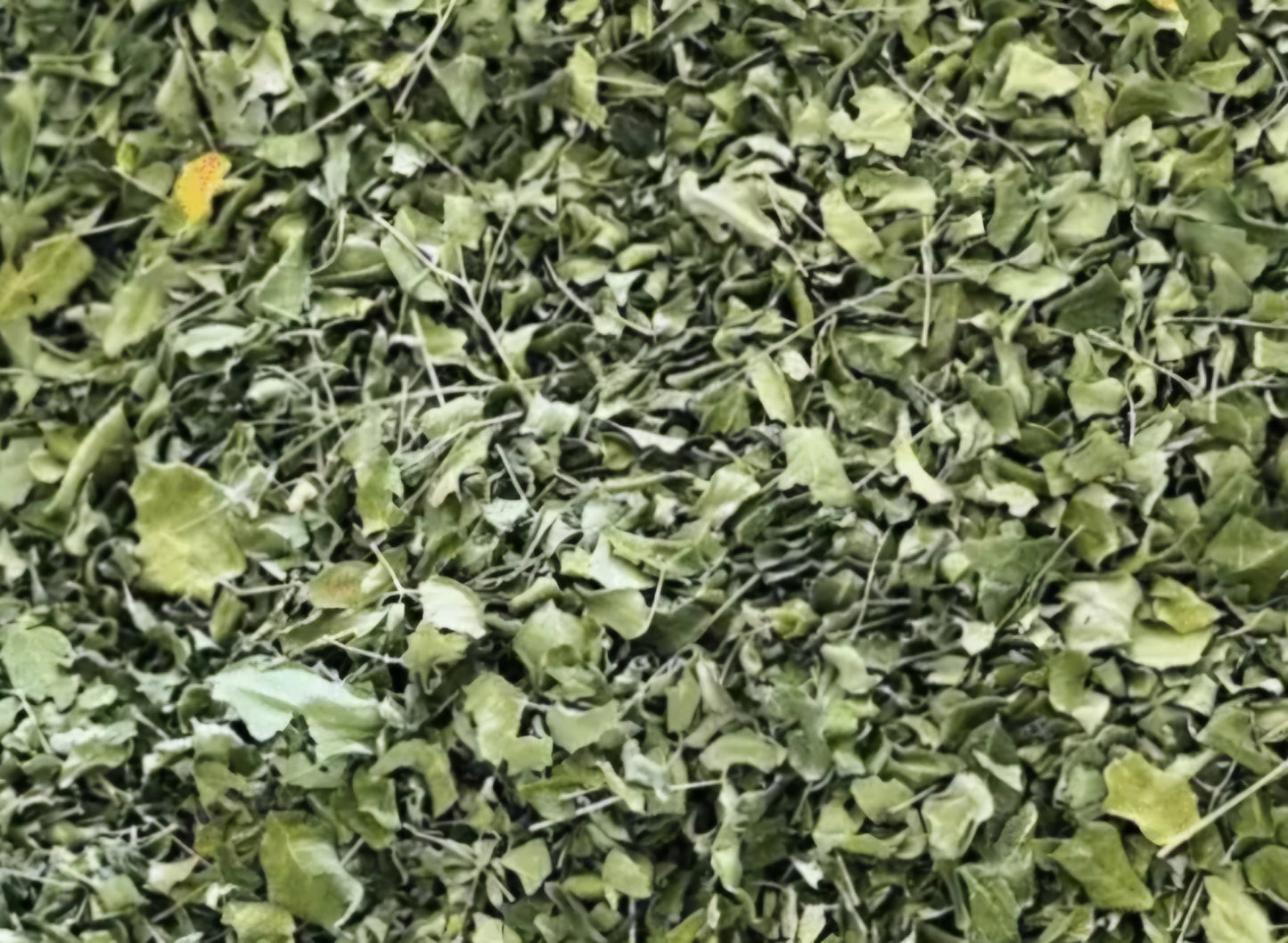 Moringa