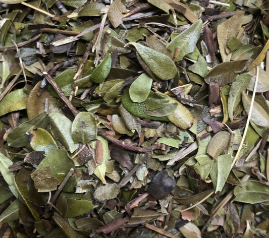 Uva Ursi